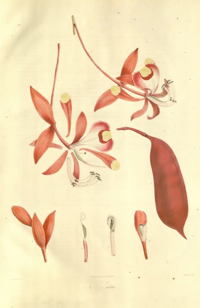 Plantae Asiaticae Rariores - volume 1 - plate 002 - Amherstia nobilis