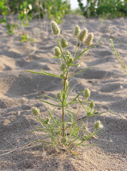 Plantago arenaria (habitus)