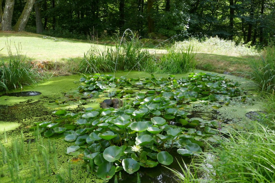Plantes aquatiques-Jardins de Callunes (2)