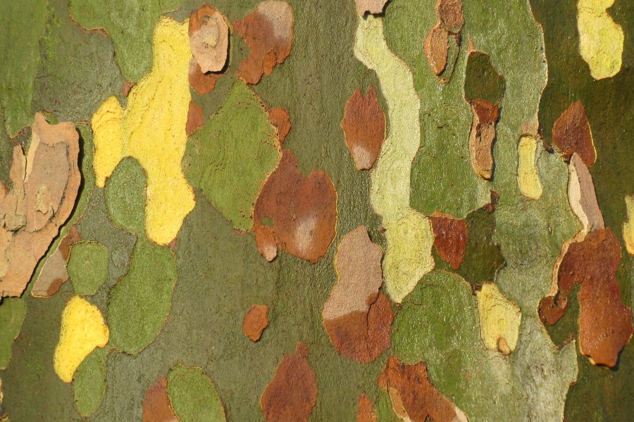 Platanus x hispanica Picasso