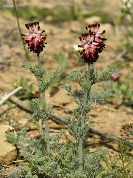 Platycapnos tenuiloba (habitus)