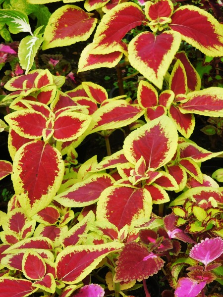 Plectranthus scutellarioides (Coleus)