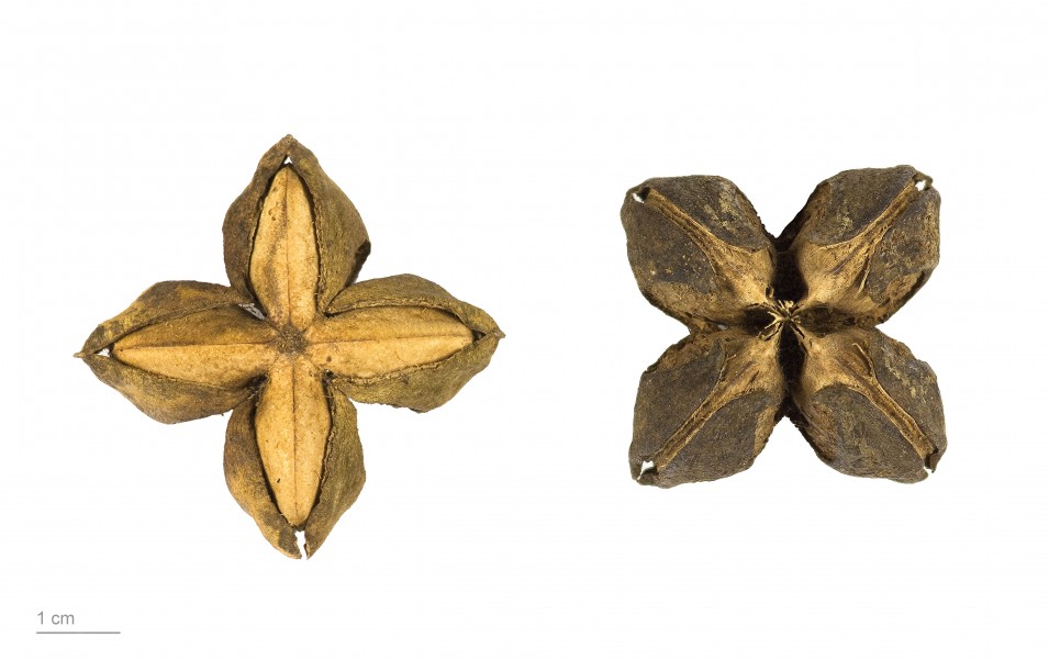 Plukenetia volubilis MHNT.BOT.2008.1.41