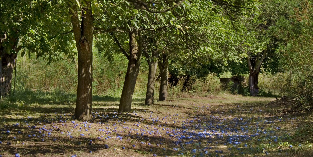 Plum-trees from South-Hungary