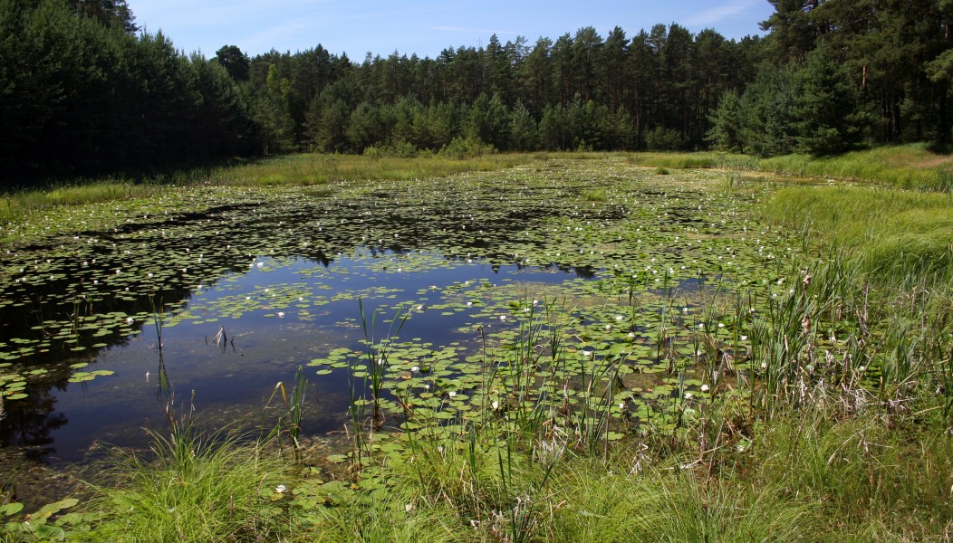PNBT zbiornik2 z Nymphaea alba 03.07.10 p