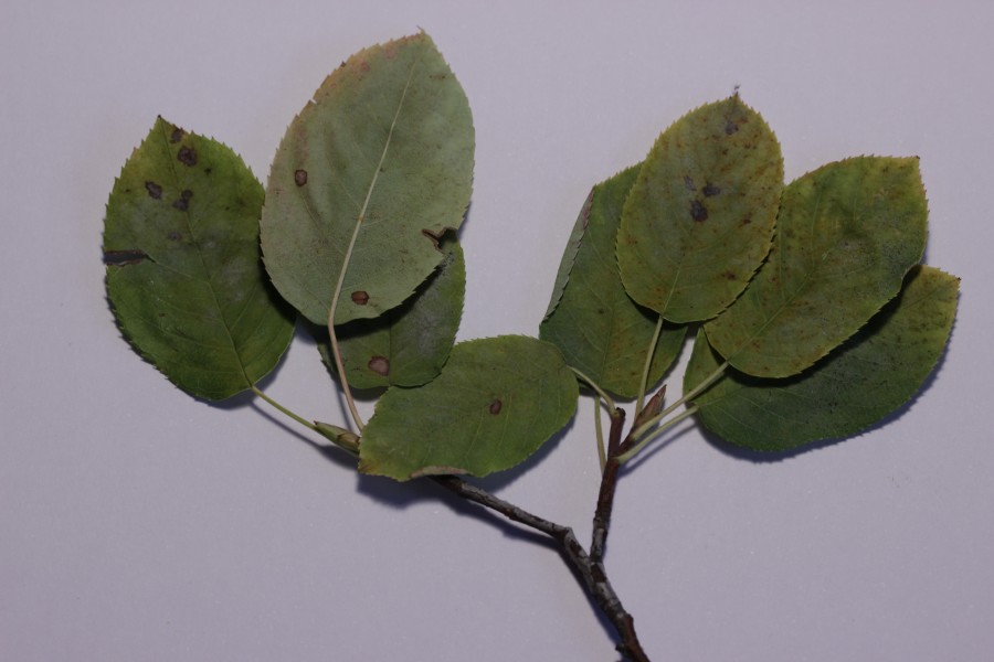 Podosphaera amelanchieris on Juneberry - Amelanchier lamarckii (44114811895)