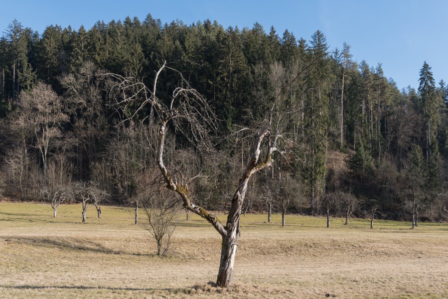 Poertschach Winklern Gaisrueckenstrasse Streuobstwiese Apfelbaum 06022016 0558