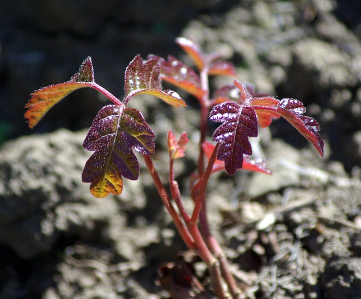 POISON OAK (3-16-07) (toxicodendron diversilobium) -2 (535341428)