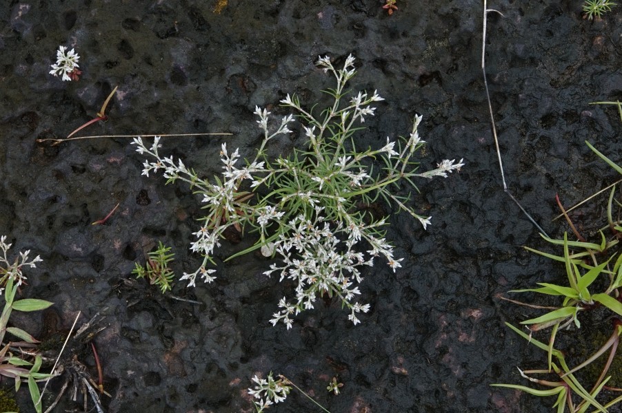 Polycarpaea corymbosa 0086