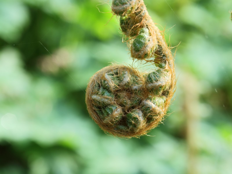 Polystichum setiferum 'Pulcherrimum Bevis' 01