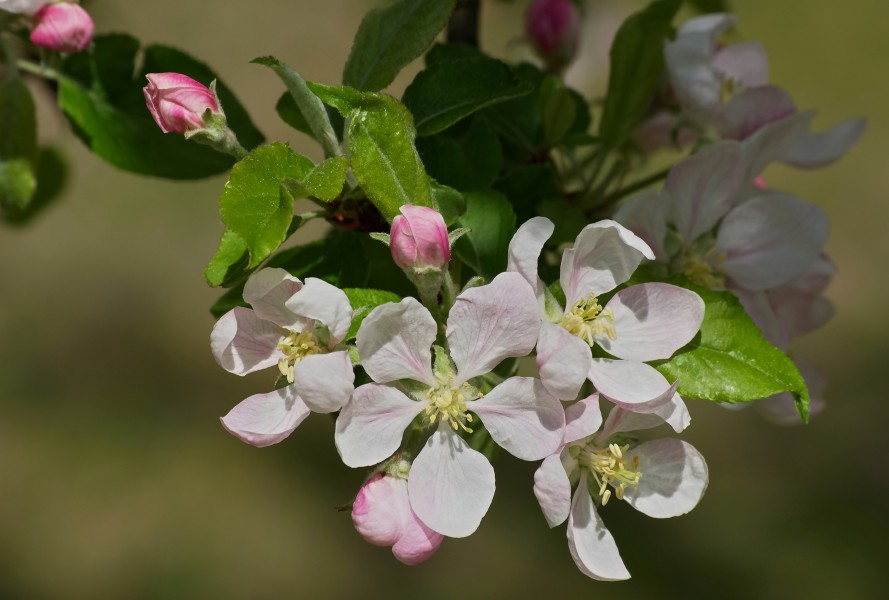 Pommier Fleurs FR 2012