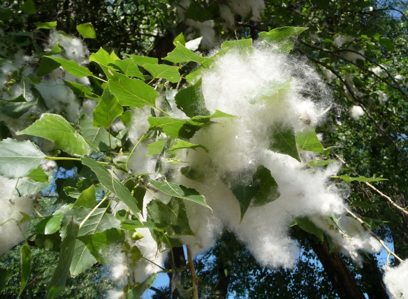 Poplar seed tufts 2009 G1