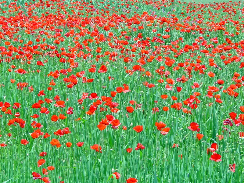 Poppies in Spain (2579574833)