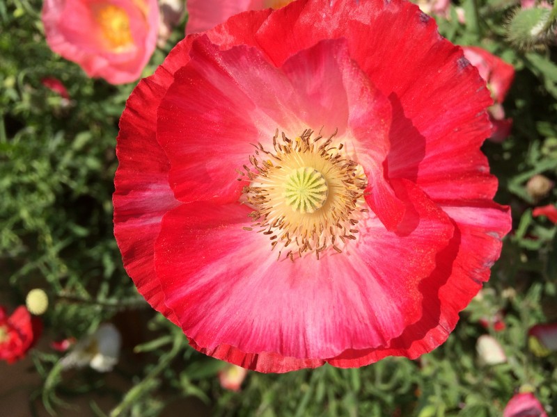 POPPY 2, SRINAGAR