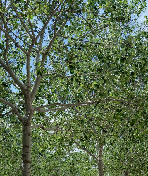 Populus June 2014-1