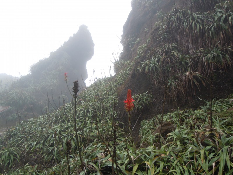 Portes de l'Enfer - Soufrière - Pitcairnia bifrons