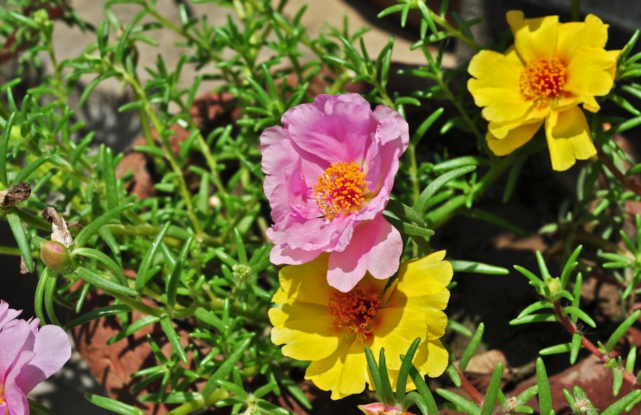 Portulaca grandiflora, Burdwan, 30032014 (11)