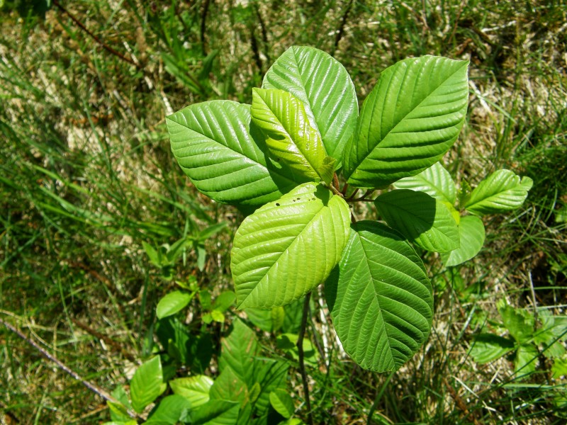 PR Vresova stran 045 Frangula alnus