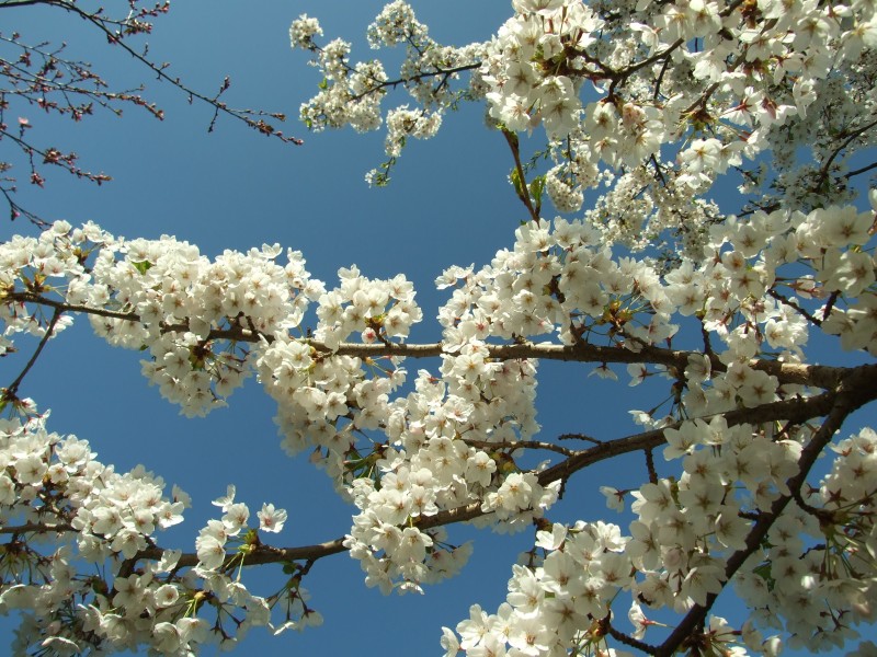 Praha, Troja, Botanická zahrada, Japonská zahrada, sakura