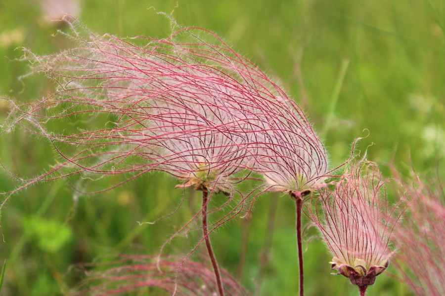 Prairie Smoke (18714760952)