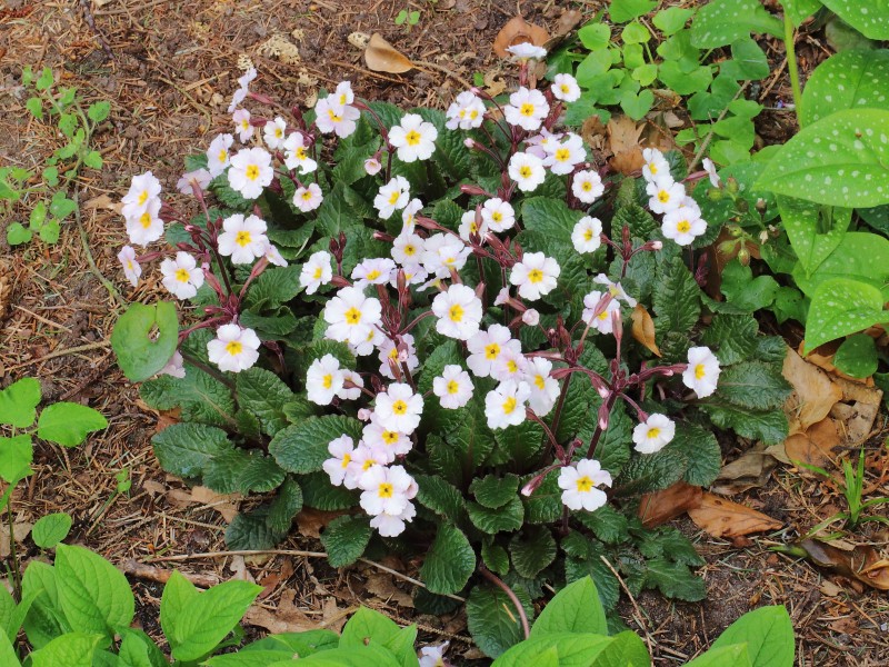Primula margotae (x) 'Garryarde Guinevere' 01