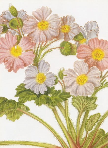 Primula sinensis RHS