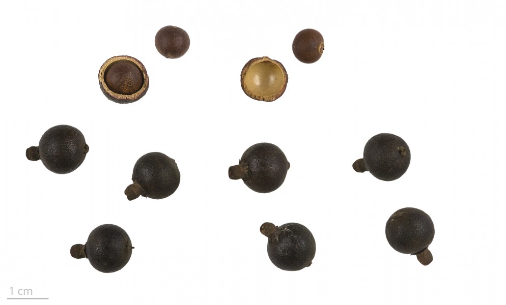 Pritchardia pacifica MHNT.BOT.2017.10.16
