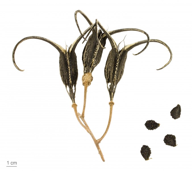 Proboscidea parviflora MHNT.BOT.2011.18.23