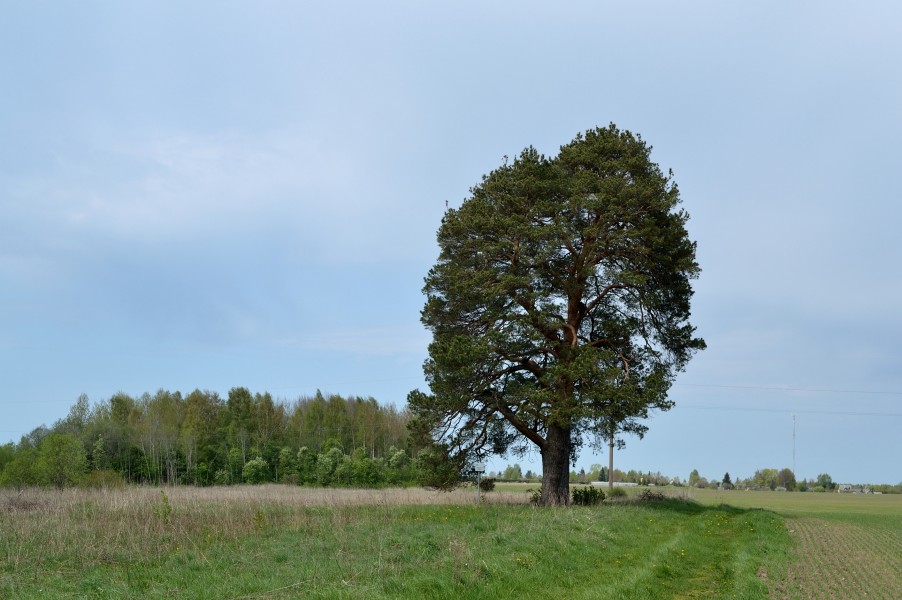 Prohveti mänd