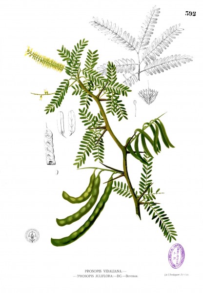 Prosopis juliflora Blanco2.392
