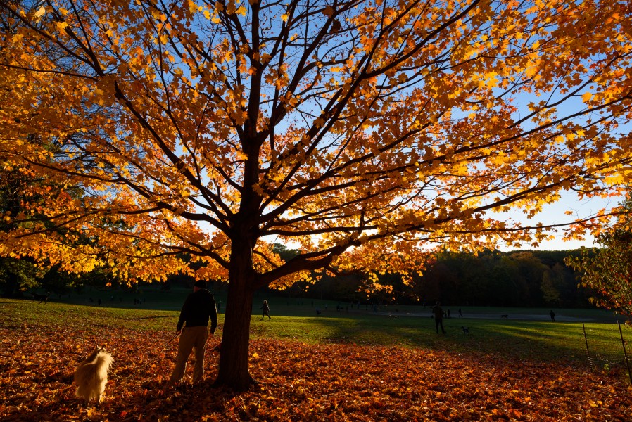 Prospect Park New York November 2016 003