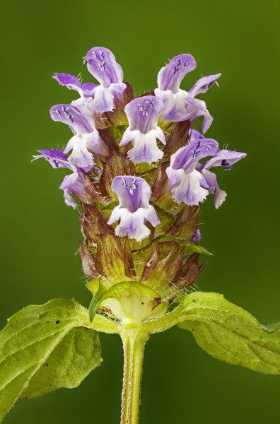 Prunella vulgaris 003