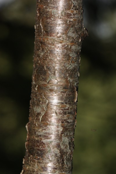 Prunus cerasus 2427