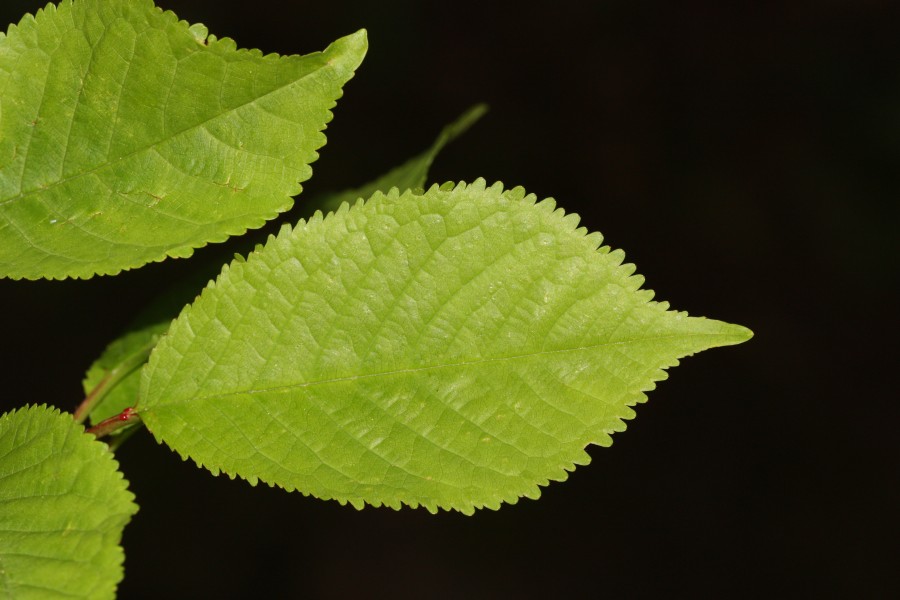 Prunus cerasus 2429