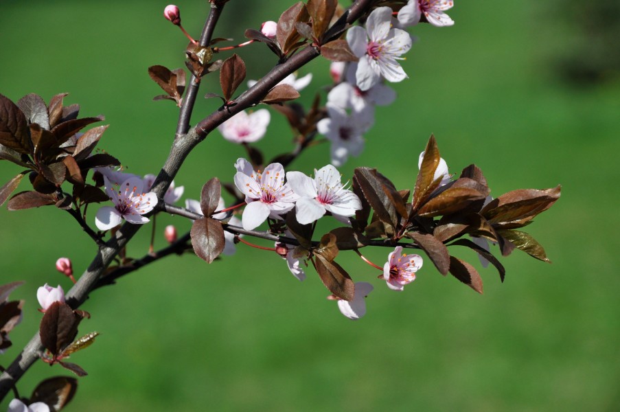 Prunus cerasus blossoms
