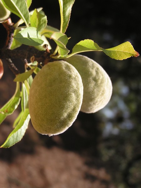 Prunus dulcis fruit (Ab plant 67)