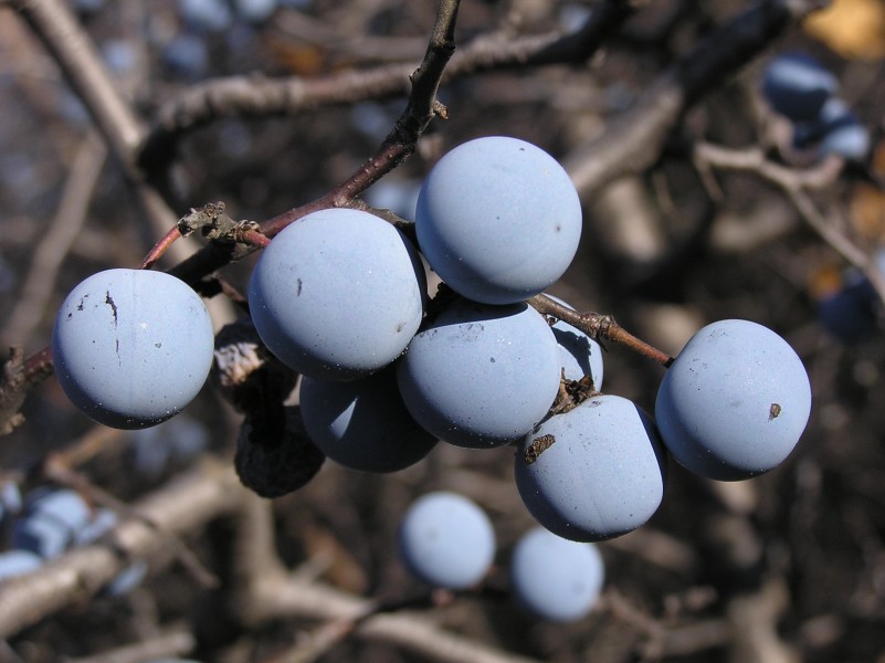 Prunus stepposa (fruits) 4