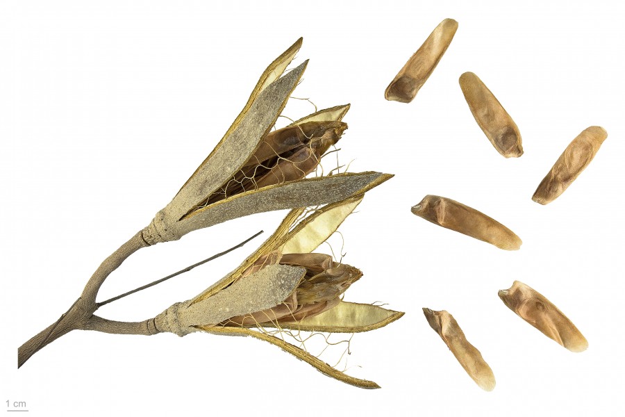 Pseudocedrela kotschyi MHNT.BOT.2016.12.18
