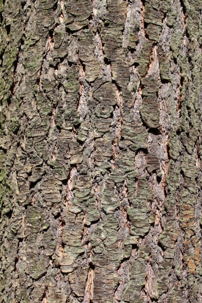 Pseudotsuga menziesii bark Rogów