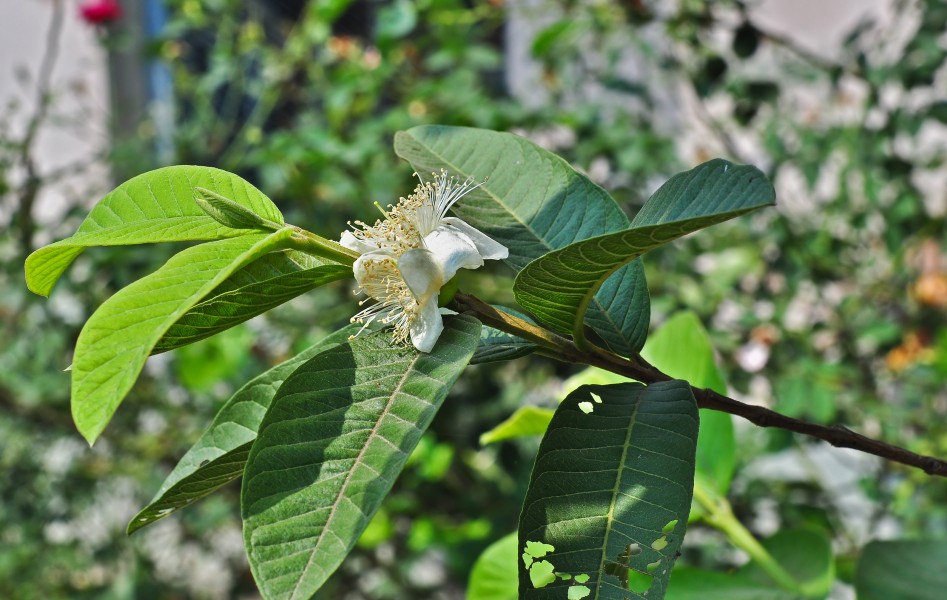 Psidium guajava flower 26032014 02