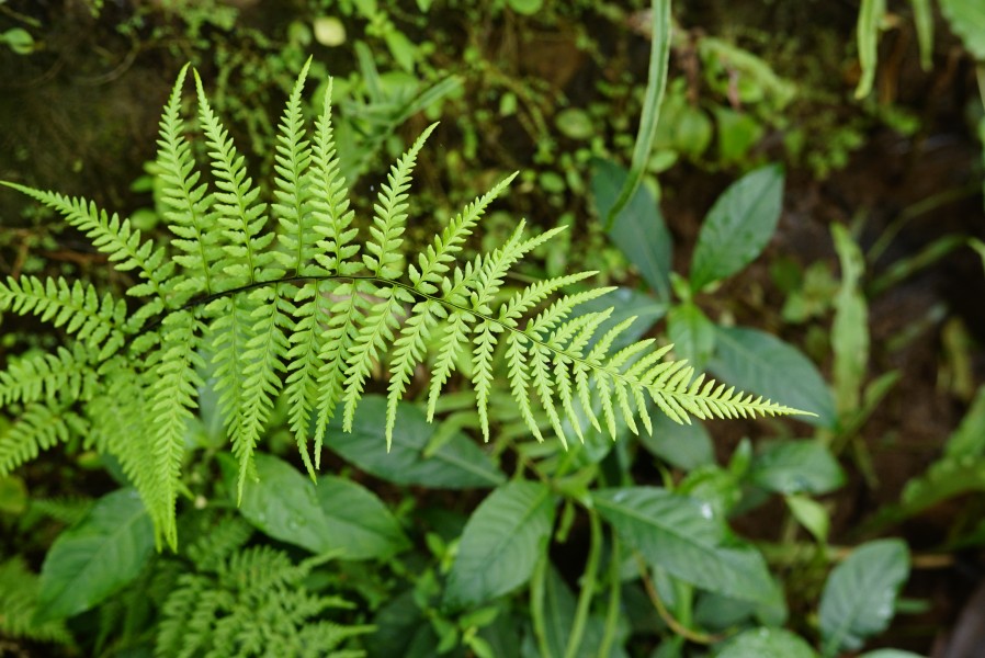 Pteris sp 2878