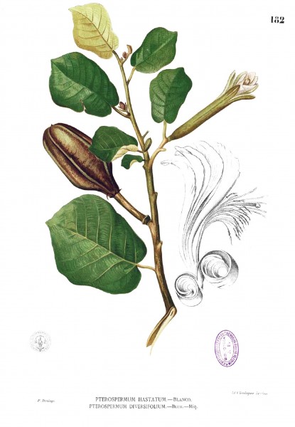 Pterospermum diversifolium Blanco1.182