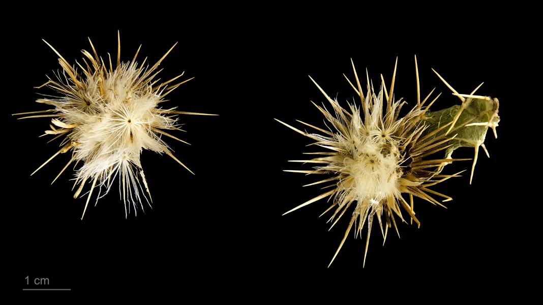 Ptilostemon casabonae MHNT.BOT.2018.6.12