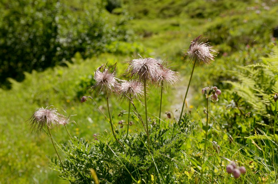 Pulsatilla alpina in Switzerland