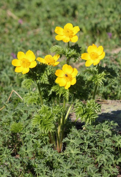 Pulsatilla aurea