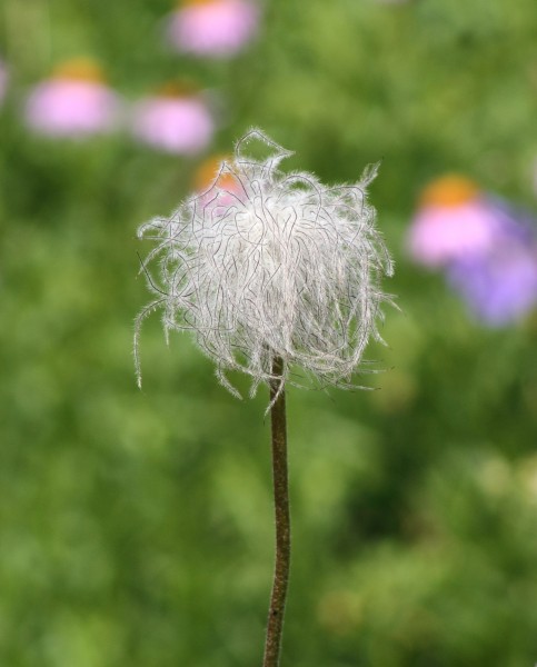 Pulsatilla aurea fruit