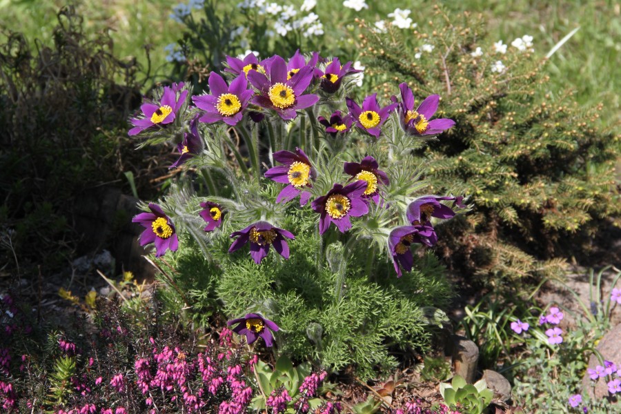 Pulsatilla Marki