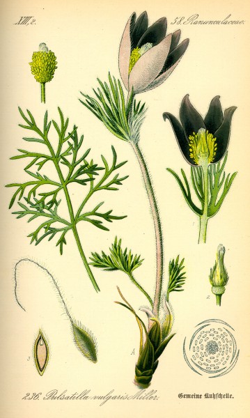 Pulsatilla vulgaris0