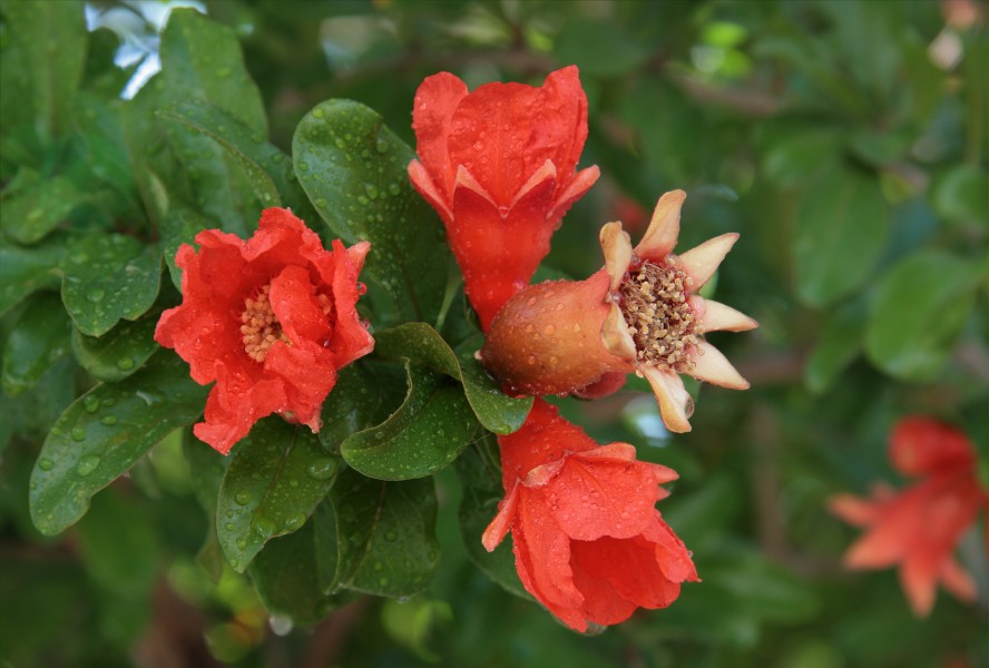 Punica granatum 2524
