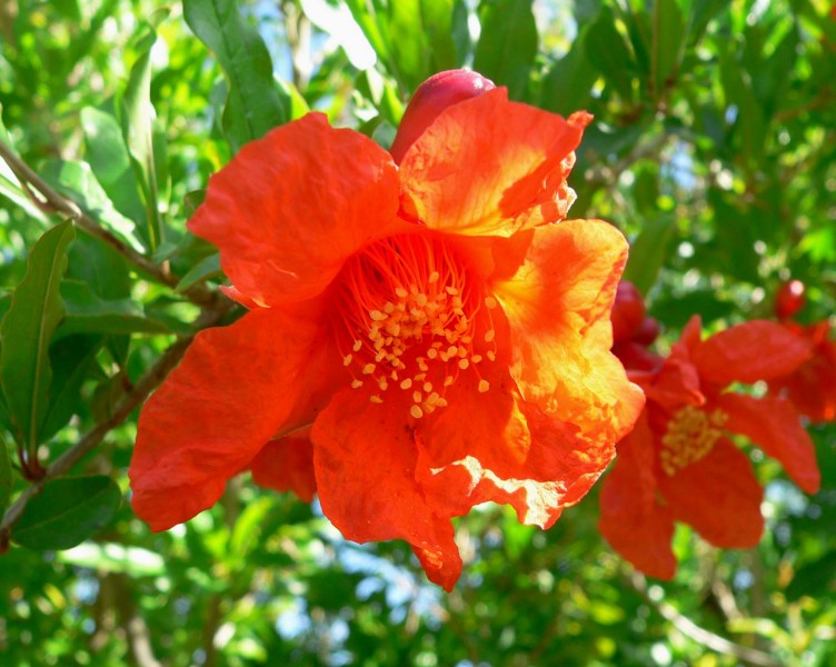 Punica granatum flower